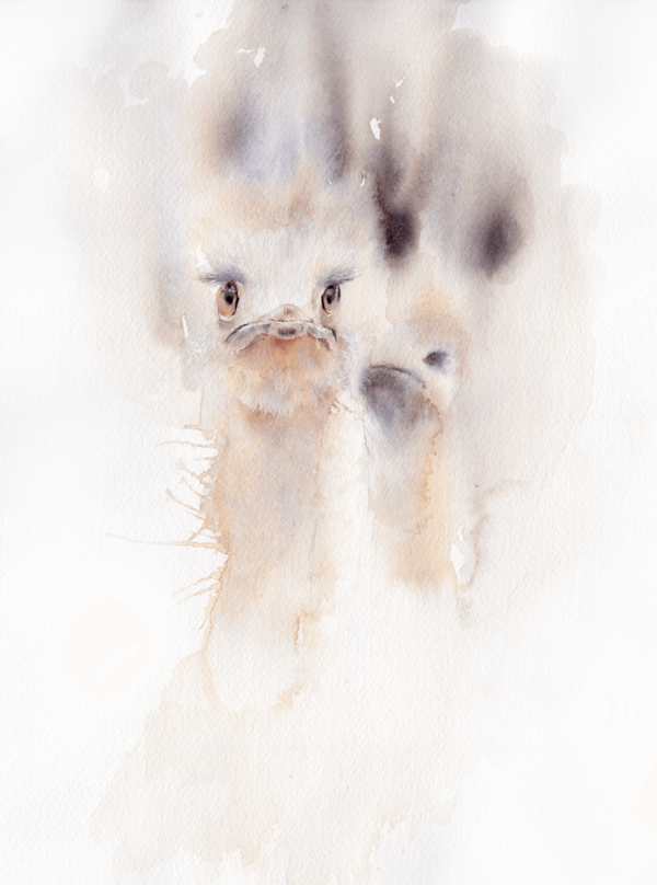 Conspiring by Zuzana Edwards, watercolour painting of ostriches, 9 x 12 inch (22.8 x 30.5 cm)