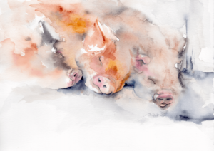 Dreaming of spuds by Zuzana Edwards, Pigs sleeping, whimsical watercolour painting
