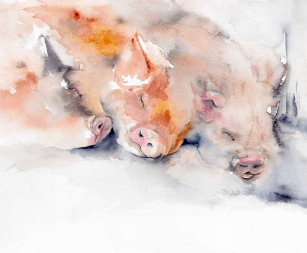 Dreaming of spuds by Zuzana Edwards, Pigs sleeping, whimsical watercolour painting