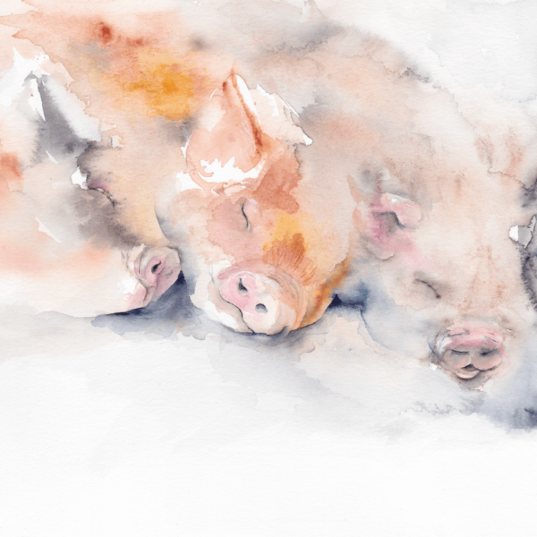 Dreaming of spuds by Zuzana Edwards, three sleeping pigs fine art prints