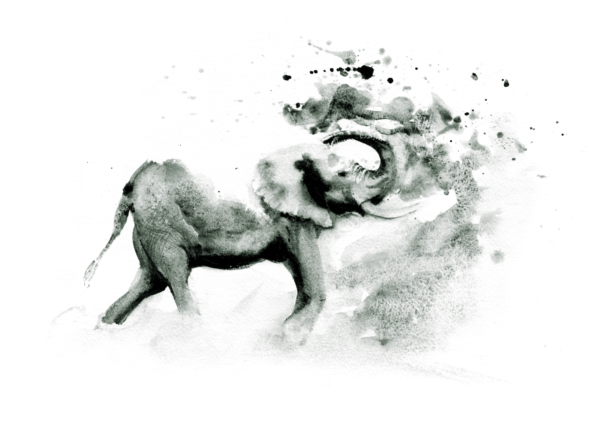 Elephant Bath by Zuzana Edwards, African animal monochrome fine art print 10.5 x 15 inch (27 x 38 cm).
