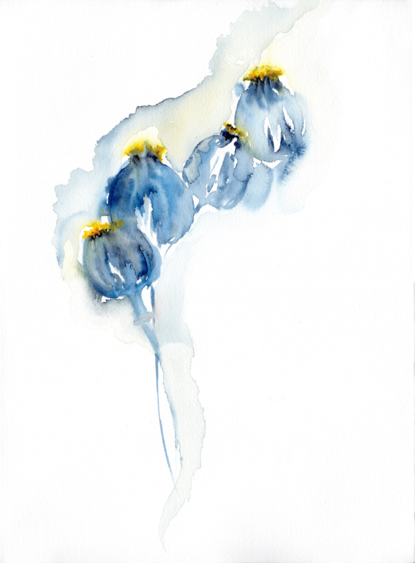 Heads Together by Zuzana Edwards, Blue Poppy seed heads, Minimalist watercolour, Blue, 28 x 38 cm
