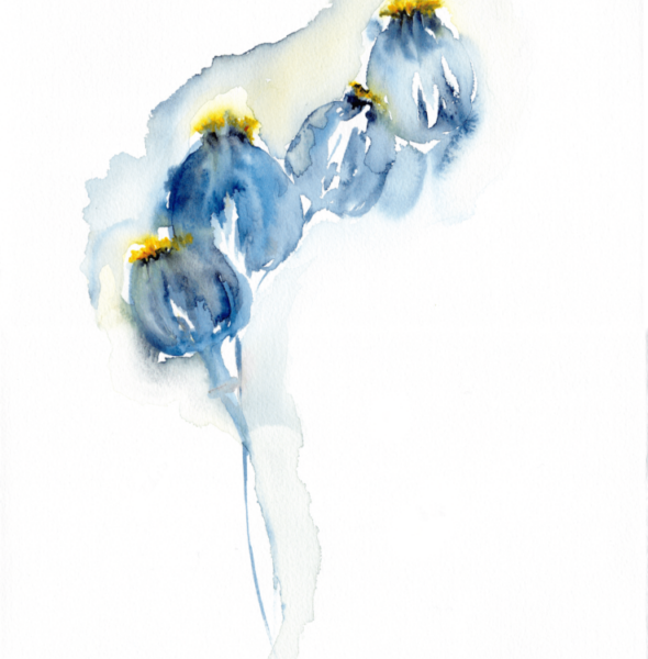 Heads Together by Zuzana Edwards, Blue Poppy seed heads, Minimalist watercolour, Blue, 28 x 38 cm