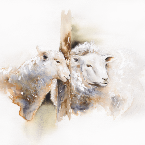 Tête-à-tête by Zuzana Edwards, Sheep watercolour painting