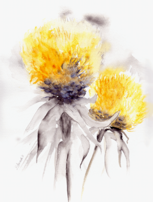Billy - Lemon Fluff by Zuzana Edwards, Floral contemporary watercolour art 11.5 x 13.5 (28.5 x 35 cm).